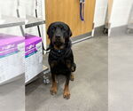 Small Rottweiler