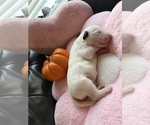 Litter of 7 - Male(s) and Female(s) Bull TerrierLitter of Puppies for Sale - Photo #3