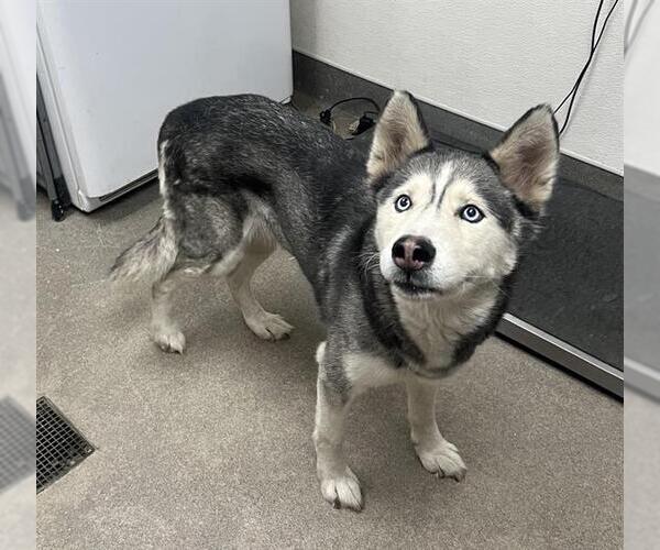 Medium Photo #1 Siberian Husky Puppy For Sale in HESPERIA, CA, USA