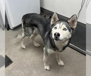 Siberian Husky Dogs for adoption in HESPERIA, CA, USA