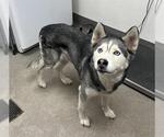 BEBE - Female Siberian Husky Dog for Adoption - Small photo