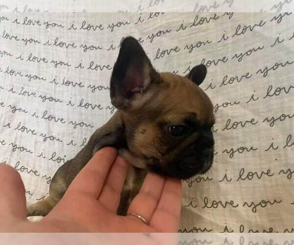 Medium Photo #5 French Bulldog Puppy For Sale in ANAHEIM, CA, USA