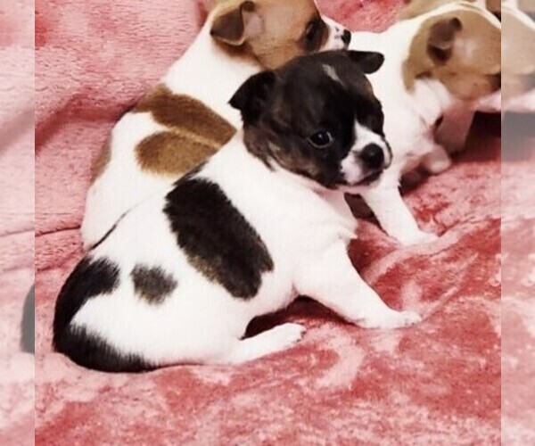 Medium Photo #10 Chihuahua Puppy For Sale in MOUNT AIRY, NC, USA