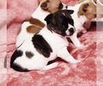 Small Photo #10 Chihuahua Puppy For Sale in MOUNT AIRY, NC, USA