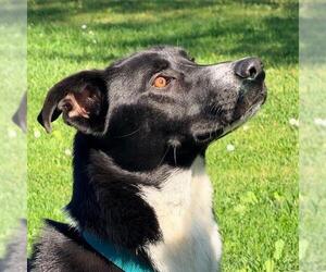 German Shepherd Dog-Unknown Mix Dogs for adoption in Alameda, CA, USA