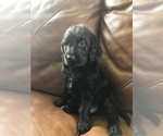 Small Photo #1 Labradoodle Puppy For Sale in MIFFLINBURG, PA, USA