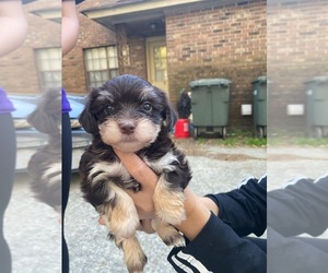 Morkie Puppy for sale in SAVANNAH, GA, USA