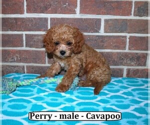 Cavapoo Puppy for Sale in CLARKRANGE, Tennessee USA