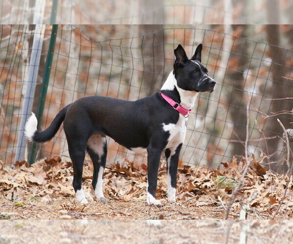 Medium Photo #12 American Pit Bull Terrier-Border Collie Mix Puppy For Sale in Oak Bluffs, MA, USA