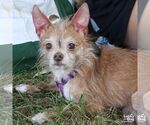 Small Photo #4 Chihuahua-Unknown Mix Puppy For Sale in Washington, DC, USA
