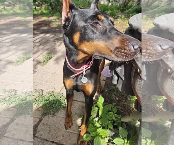 Medium Photo #1 Doberman Pinscher Puppy For Sale in Buffalo, MN, USA