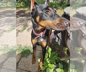 Doberman Pinscher Dogs for adoption in Buffalo, MN, USA