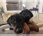 Small Photo #6 Doberman Pinscher Puppy For Sale in YUMA, AZ, USA