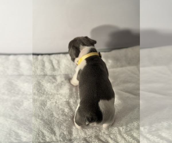 Medium Photo #19 French Bulldog Puppy For Sale in OLYMPIA, WA, USA