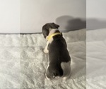 Small Photo #19 French Bulldog Puppy For Sale in OLYMPIA, WA, USA