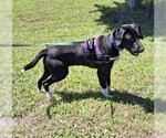 Small #1 Labrador Retriever Mix