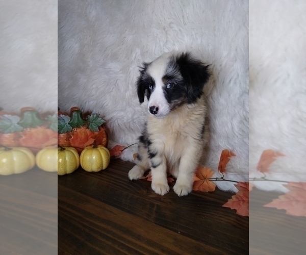 Medium Photo #6 Australian Shepherd Puppy For Sale in INDIANAPOLIS, IN, USA