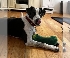 Dewey *LOCAL* *MEET ME* - Male Borador Dog for Adoption