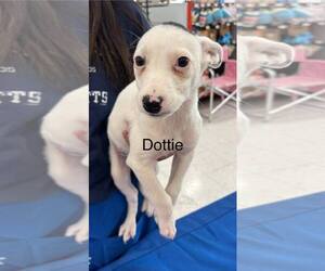 Border Collie Dogs for adoption in Turlock, CA, USA