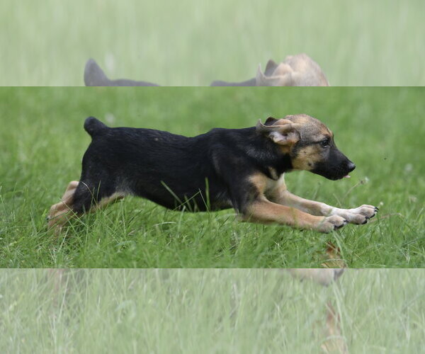 Medium Photo #8 Mutt Puppy For Sale in Mechanicsburg, PA, USA