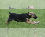 Small #7 Mutt