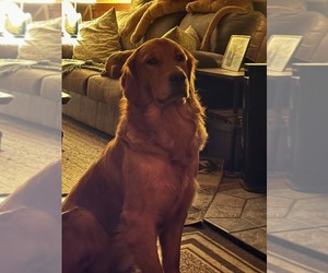 Father of the Golden Retriever puppies born on 10/23/2025