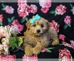 Small Photo #6 Pookimo Puppy For Sale in QUARRYVILLE, PA, USA