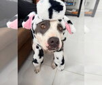 Small American Pit Bull Terrier Mix