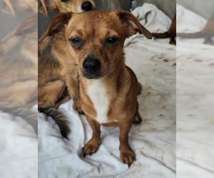 Chihuahua-Unknown Mix Dogs for adoption in San Antonio, TX, USA