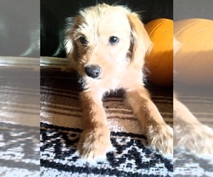 Pomeranian-Poodle (Toy) Mix Puppy for sale in CADIZ, KY, USA
