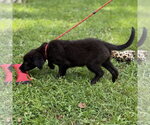 Small #1 Labrador Retriever
