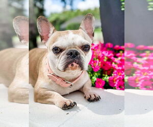 French Bulldog Dogs for adoption in Valrico, FL, USA