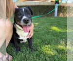 Small #6 American Pit Bull Terrier Mix