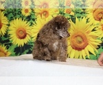 Maurice - Male Poodle (Toy) Puppy for Sale - Photo #15