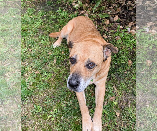 Medium Photo #3 Labrador Retriever-Mountain Cur Mix Puppy For Sale in Caribou, ME, USA
