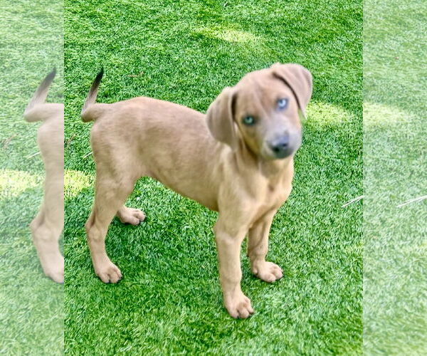 Medium Photo #2 Golden Labrador Puppy For Sale in Royal Palm Beach, FL, USA