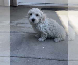 Maltipoo Puppy for sale in GLASSELL PARK, CA, USA