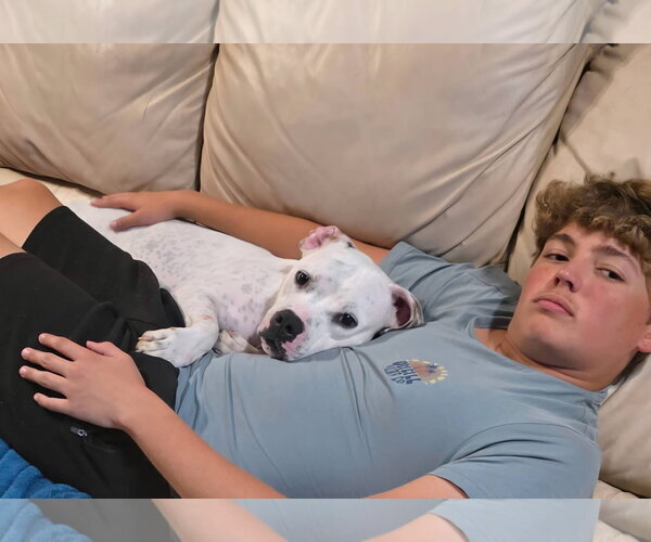 Medium Photo #2 American Pit Bull Terrier-Unknown Mix Puppy For Sale in Germantown, OH, USA