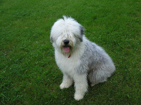 Medium Photo #1 Old English Sheepdog Puppy For Sale in GEORGETOWN, KY, USA