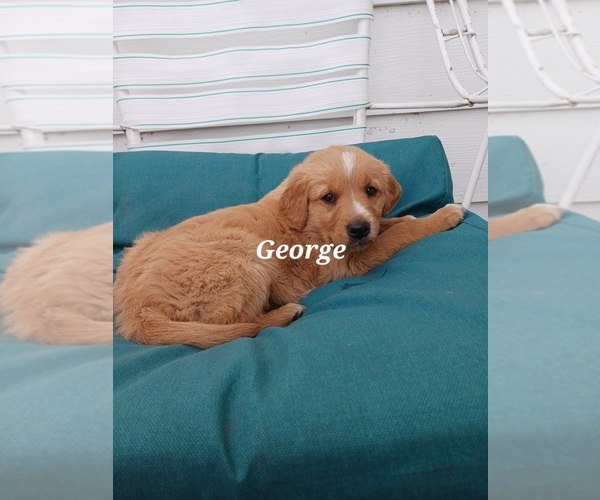 Medium Photo #23 English Cream Golden Retriever-Newfoundland Mix Puppy For Sale in SHEBOYGAN FALLS, WI, USA