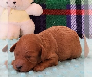 Poodle (Toy) Puppy for sale in ARTHUR, IL, USA