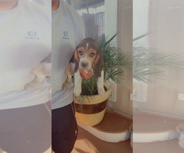 Medium Photo #1 Beagle Puppy For Sale in SAN BERNARDINO, CA, USA