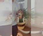 Small Photo #1 Beagle Puppy For Sale in SAN BERNARDINO, CA, USA