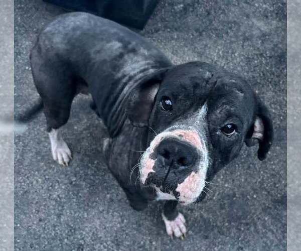 Medium Photo #9 Boxer Puppy For Sale in Burnsville, MN, USA