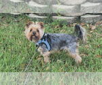 Small #2 Mutt