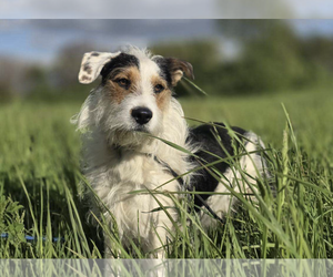 Mutt Dogs for adoption in Kankakee, IL, USA