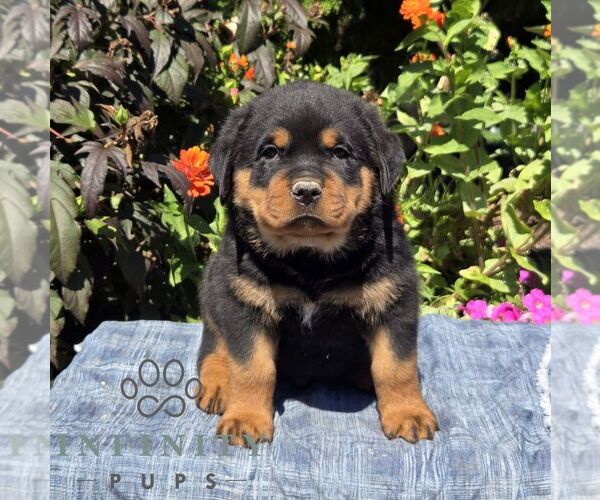 Medium Photo #3 Rottweiler Puppy For Sale in SHIPPENSBURG, PA, USA
