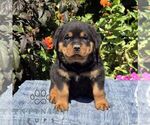 Nash - Male Rottweiler Puppy for Sale - Photo #3