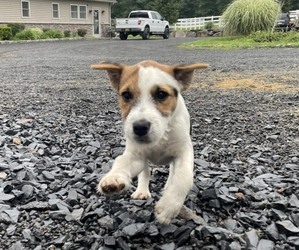 Jack Russell Terrier Puppy for sale in NEW HAMPTON, NY, USA