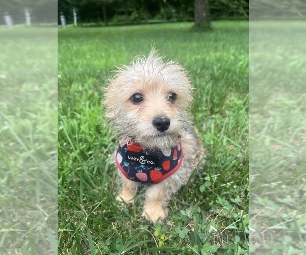 Medium Photo #2 Morkie Puppy For Sale in DURHAM, CT, USA